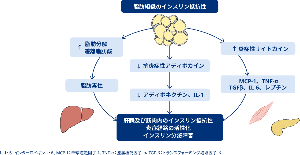 肥満症 | 耐糖能障害 | 肥満に関連する健康障害 | 医療従事者向けサイト | ノボ ノルディスク プロ