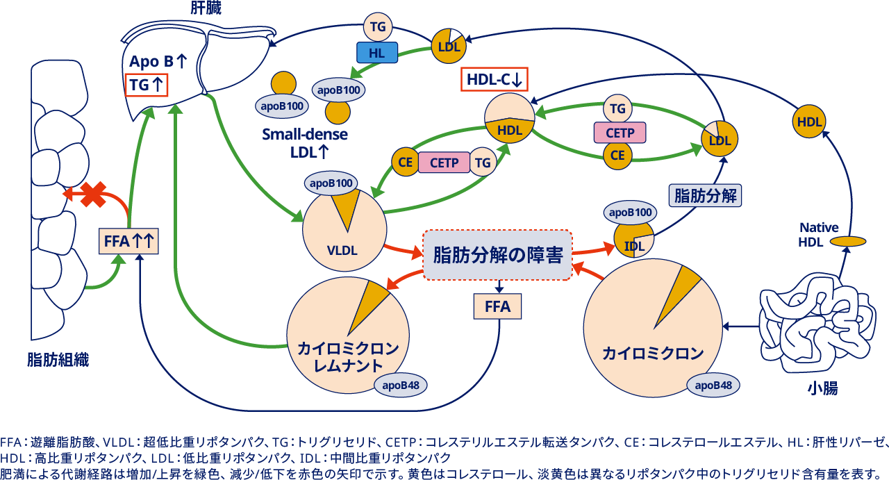 肥満症 | 脂質異常症、高血圧、高尿酸血症・痛風 | 肥満に関連する健康障害 | 医療従事者向けサイト | ノボ ノルディスク プロ